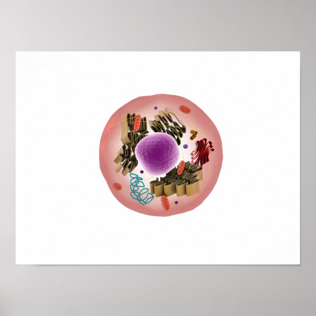 Mikroskopische Darstellung der Tierzelle 1 Poster (Vorne)