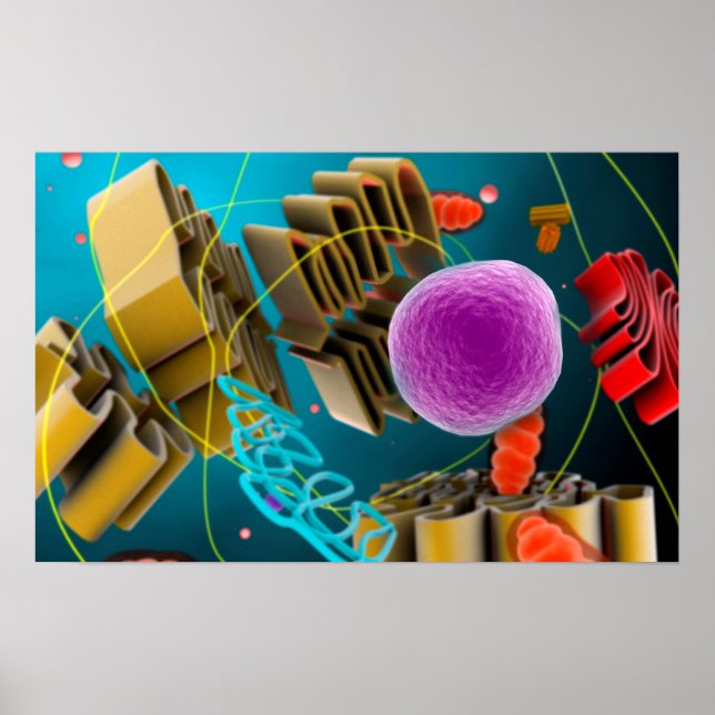 Mikroskopische Darstellung der Zellkerne Poster (Vorne)