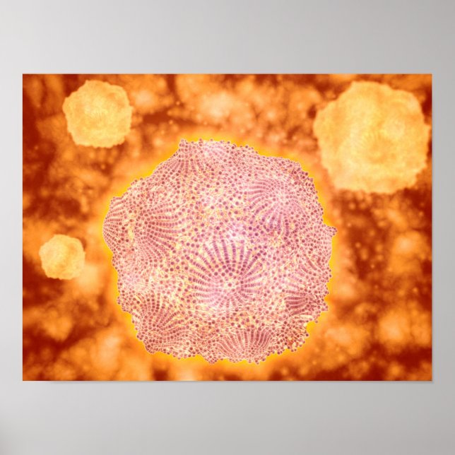 Mikroskopische Darstellung des Canin Parvovirus 1 Poster (Vorne)