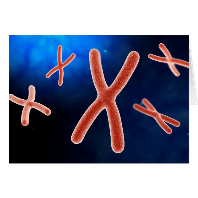 Mikroskopische Darstellung des Chromosoms 1 (Vorderseite (Horizontal))