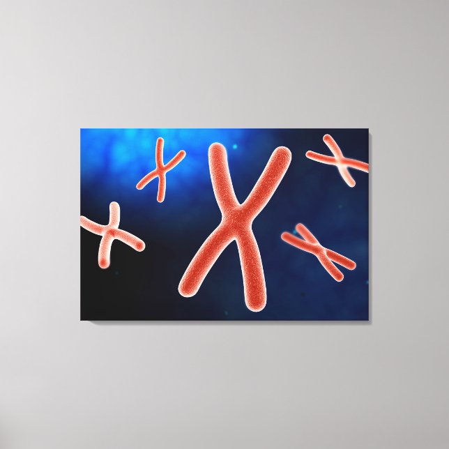 Mikroskopische Darstellung des Chromosoms 1 Leinwanddruck (Vorderseite)