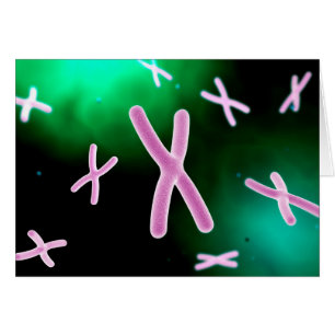 Mikroskopische Darstellung des Chromosoms 2