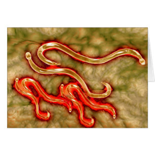 Mikroskopische Darstellung des Hakenwurms 1