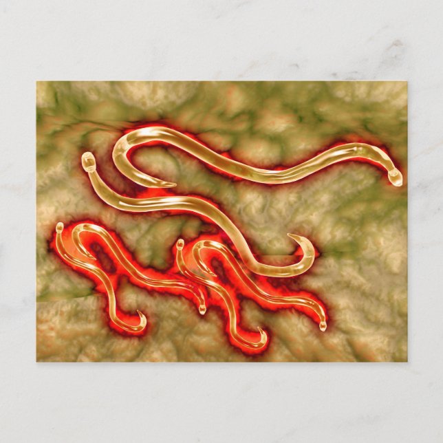 Mikroskopische Darstellung des Hakenwurms 1 Postkarte (Vorderseite)