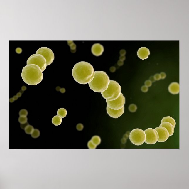 Mikroskopische Darstellung des Streptokokkus 1 Poster (Vorne)
