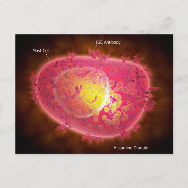 Mikroskopische Darstellung einer Mastzelle Postkarte (Vorderseite)