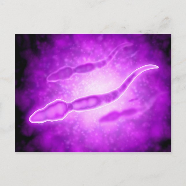 Mikroskopische Darstellung männlicher Spermienzell Postkarte (Vorderseite)