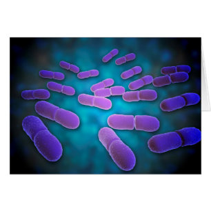 Mikroskopische Darstellung von Listeria monocytoge