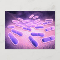 Mikroskopische Darstellung von Listeria monocytoge