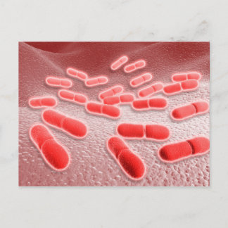 Mikroskopische Darstellung von Listeria monocytoge Postkarte
