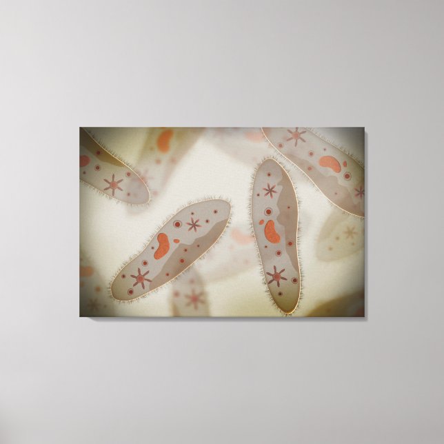 Mikroskopische Darstellung von Paramecium 1 Leinwanddruck (Vorderseite)