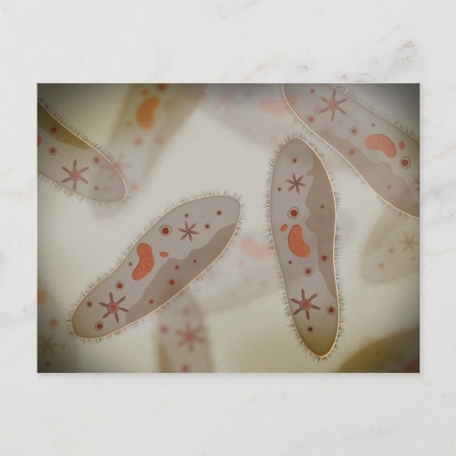 Mikroskopische Darstellung von Paramecium 1 Postkarte (Vorderseite)
