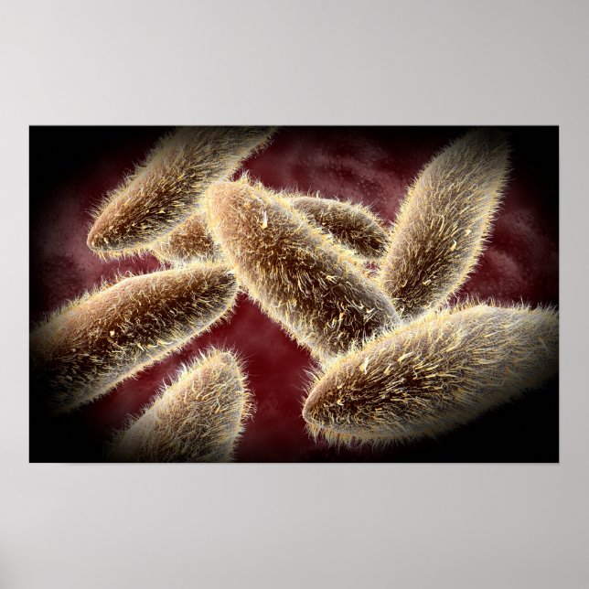 Mikroskopische Darstellung von Paramecium 2 Poster (Vorne)