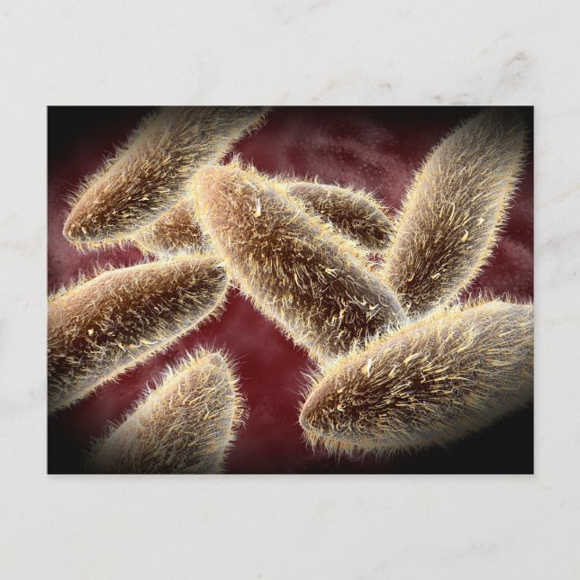 Mikroskopische Darstellung von Paramecium 2 Postkarte (Vorderseite)