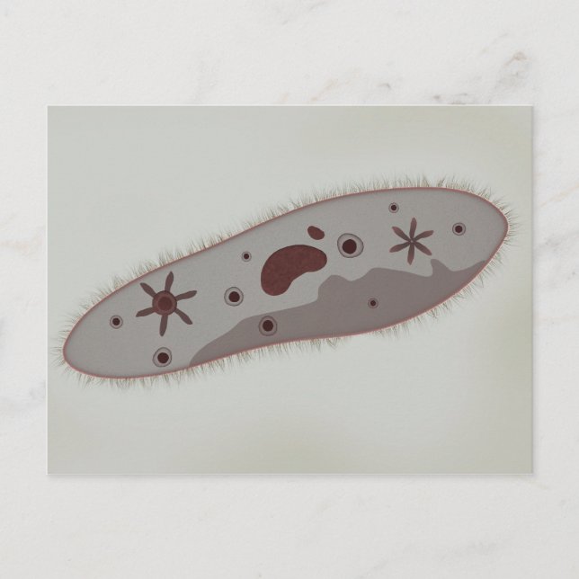 Mikroskopische Darstellung von Paramecium 3 Postkarte (Vorderseite)