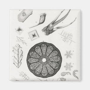 Mikroskopische Objekte Magnet