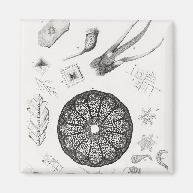 Mikroskopische Objekte Magnet (Vorne)