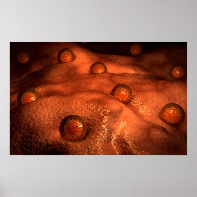 Mikroskopische Ovuleansicht Poster (Vorne)