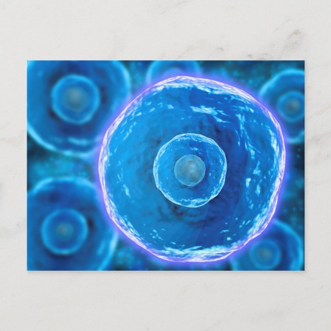 Mikroskopische Sicht auf menschliche B-Zellen 1 Postkarte (Vorderseite)