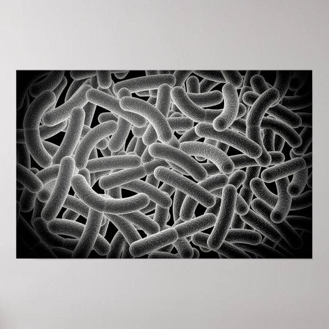 Mikroskopische Sicht der Bacilli-Bakterie Poster (Vorne)