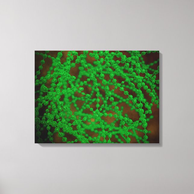 Mikroskopische Sicht des Cocci-Bakteriums Leinwanddruck (Vorderseite)