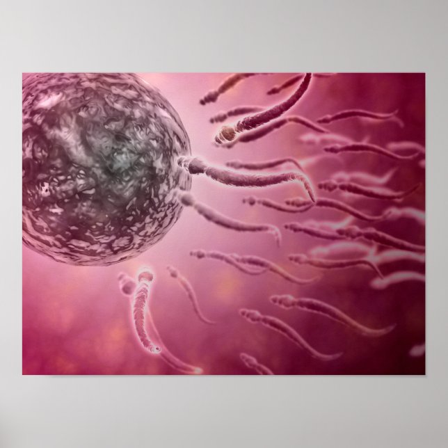 Mikroskopischer Blick von Spermien, die gegen Ei s Poster (Vorne)