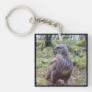 Milan royal Coup d'oeil latéral Rapace de bois Ois