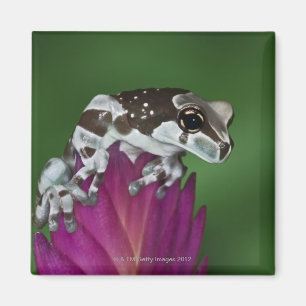 Milch-Frosch, Trachycephalus resinifictrix Magnet