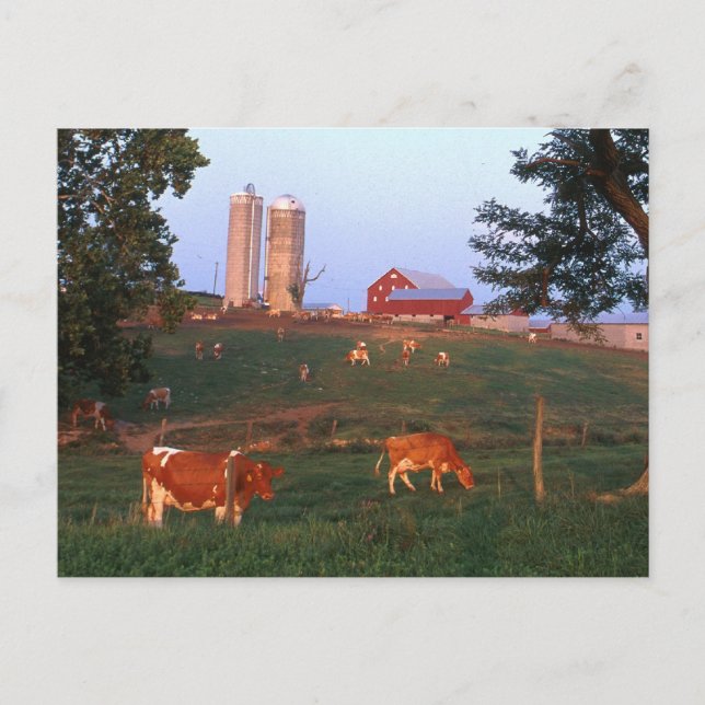 Milchbetrieb Postkarte (Vorderseite)