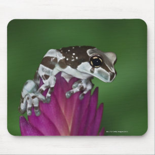Milchfrosch, Trachycephalus resinifictrix Mousepad