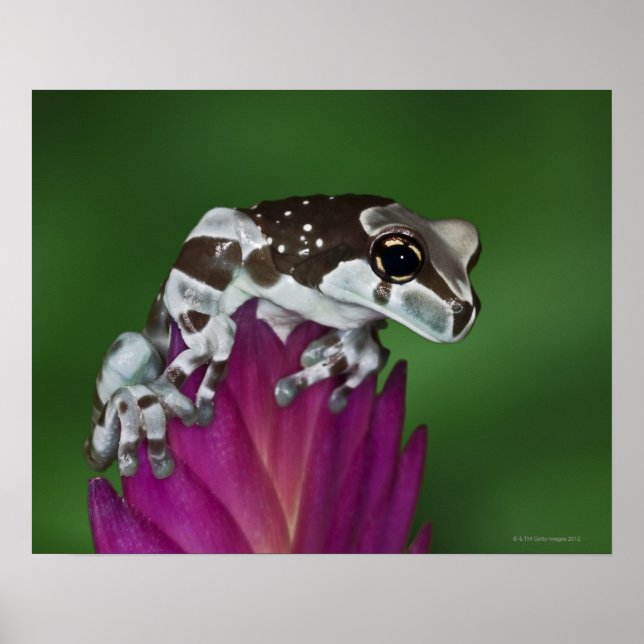 Milchfrosch, Trachycephalus resinifictrix Poster (Vorne)