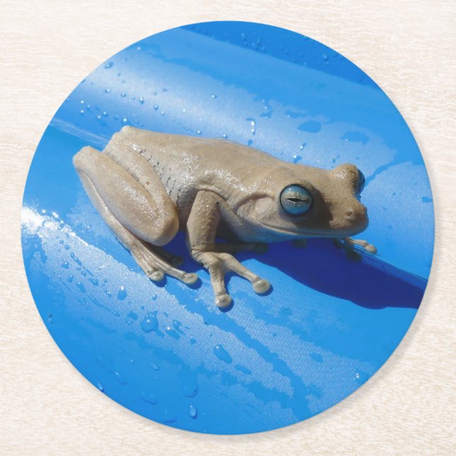 Milchfrösche auf einem Untersetzer mit Schwimmbeck (Vorderseite)