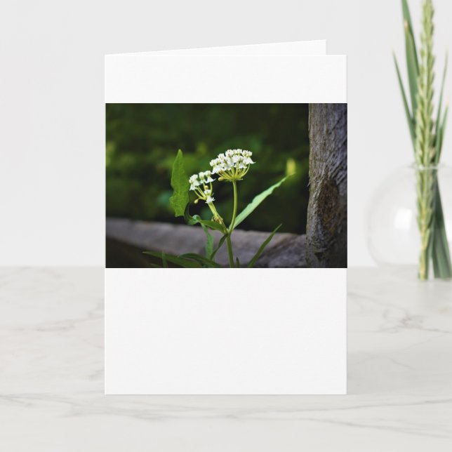 Milchkraut, Karte (Vorderseite)
