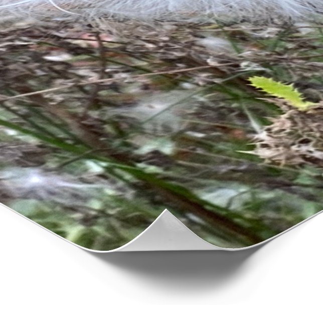 Milchkraut und Seide Poster (Ecke)