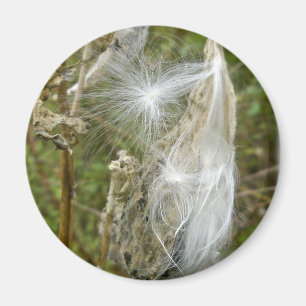 Milchkrautsamen-Koordinaten Magnet