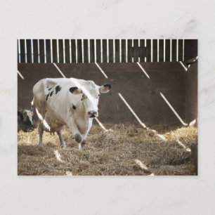 Milchkuh Postkarte