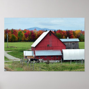 Milchkühe aus Vermont im Stall Poster