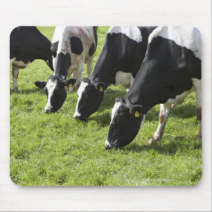 Milchkühe, die in der Weide weiden lassen Mousepad