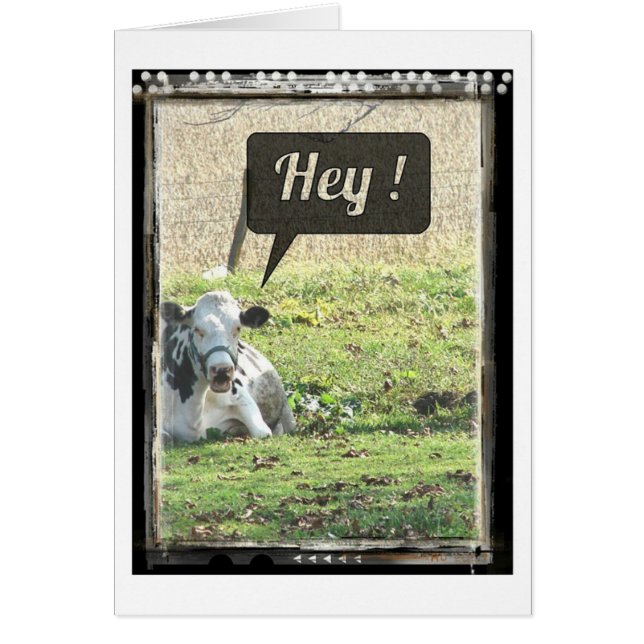 Milchkühe Hey! (Vorne)