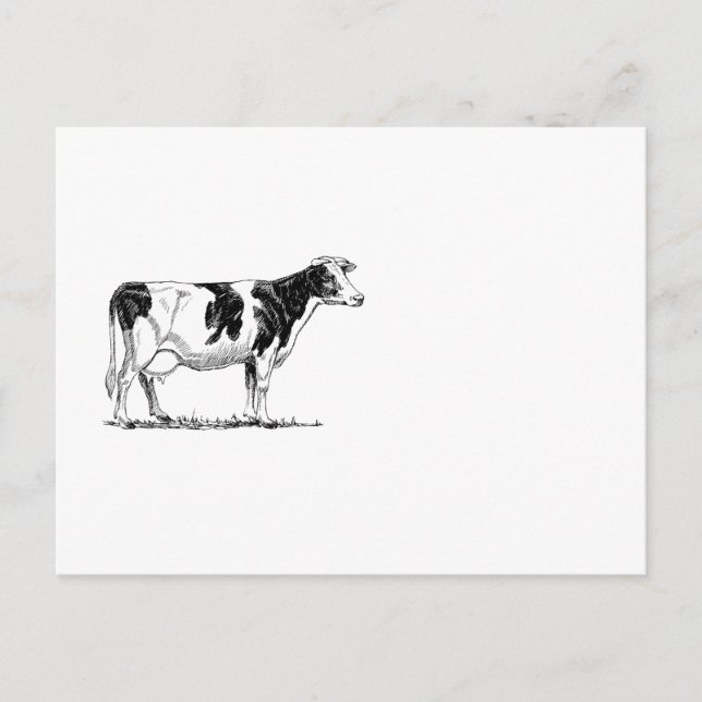 Milchkühe Holstein Fresian Pencil Zeichnend Postkarte (Vorderseite)
