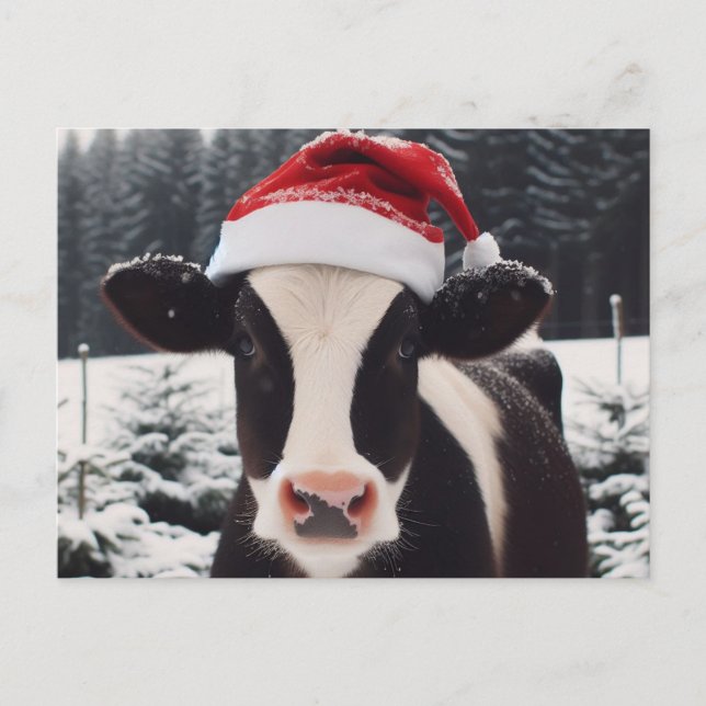 Milchkühe in einer Weihnachtsmannmütze Postkarte (Vorderseite)