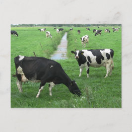 Milchkühe Postkarte