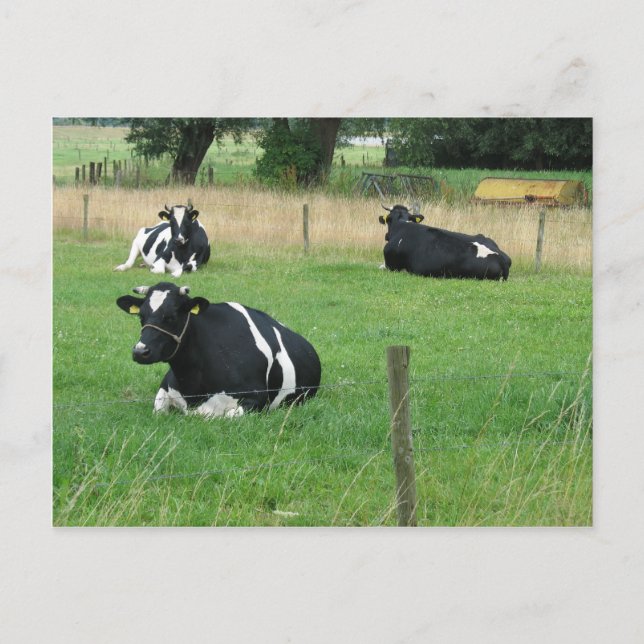 Milchkühe Postkarte (Vorderseite)