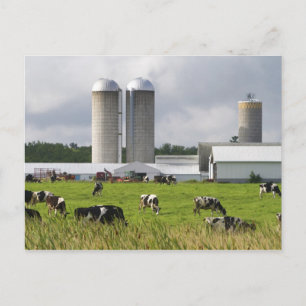 Milchkühe und Bauernhof in der Nähe von Taylor Cou Postkarte