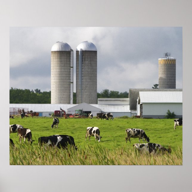 Milchkühe und Bauernhof in der Nähe von Taylor Lan Poster (Vorne)