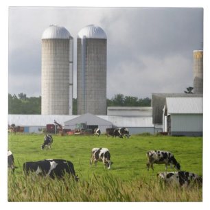 Milchkühe und Bauernhof nahe Taylor County 2 Fliese