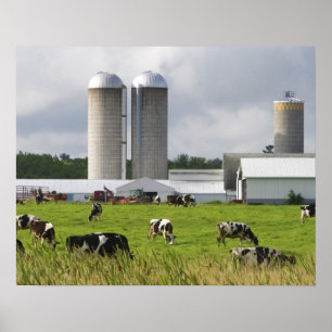Milchkühe und Bauernhof nahe Taylor County 2 Poster