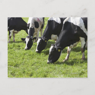 Milchkühe weiden auf Weide Postkarte