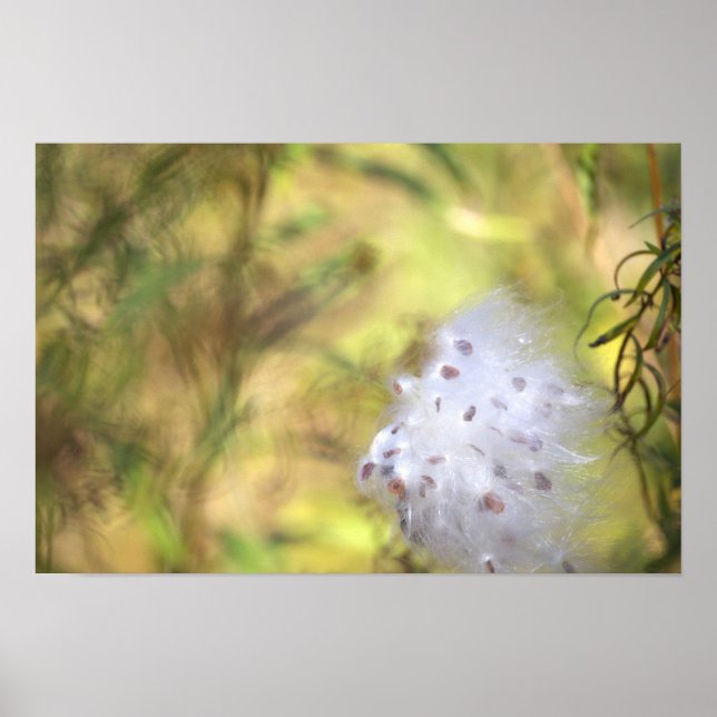 Milchpflanzen-Fotoplakat Poster (Vorne)