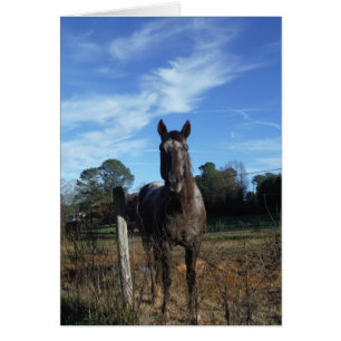 Milchschokolade Braunes Pferd in Blau